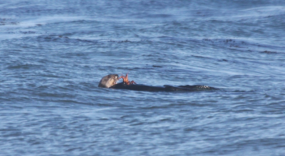 Sea Otter with Lobster at Devereux Point