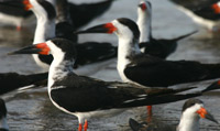 Skimmer