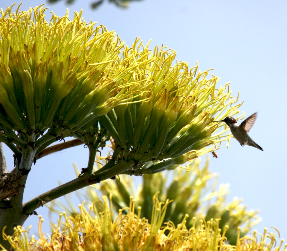 Century Plant with Hummingbird