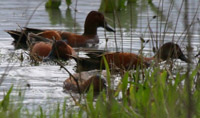 Cinnamon Teal