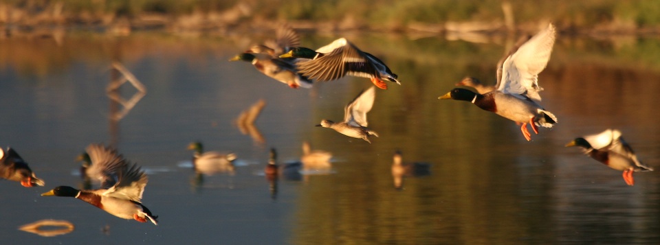 Ducks Flying Wetland areas near the Goleta shore - Late November and 