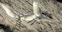 Egrets