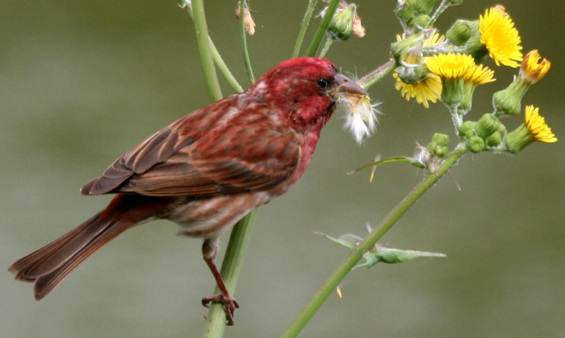 House Finch and Sowthistle