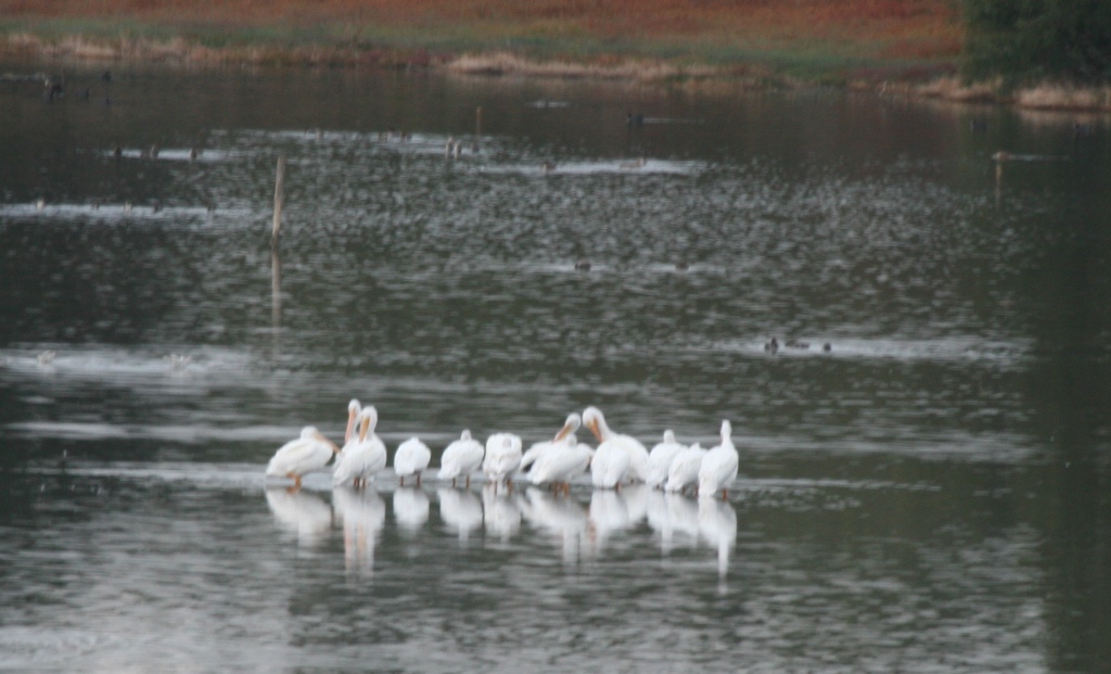W Pelican