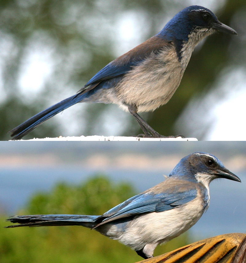 Island Scrub Jay