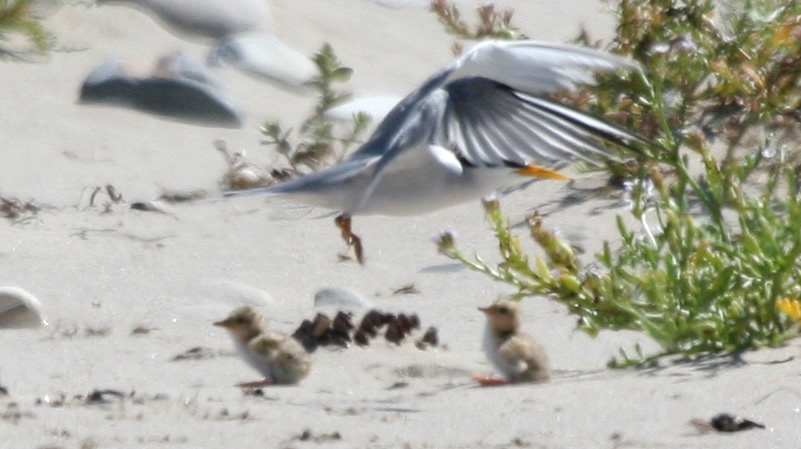 Least Tern chicks - July 1, 2006