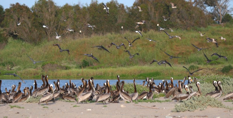 Pelicans at COPR