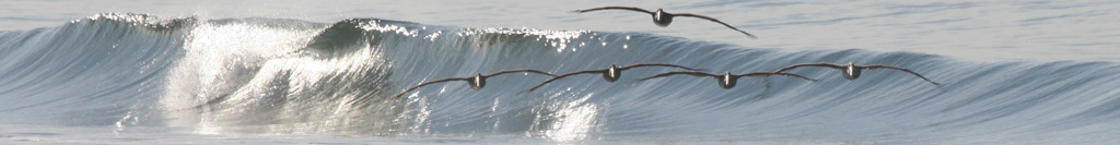 Pelicans Glide on small wave at sands October 28, 2006