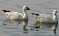 Ross goose
