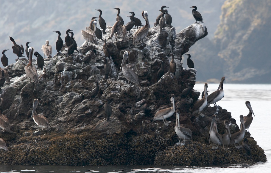 Santa Cruz Pelicans