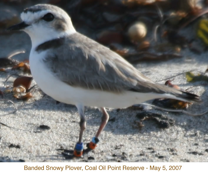 Banded Snowy Plover - May 5, 2007