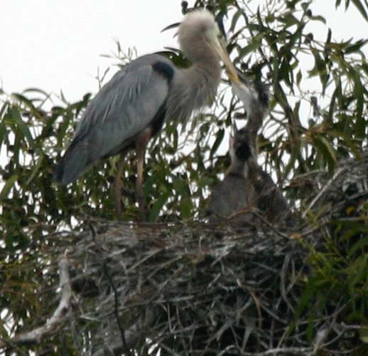 Herons