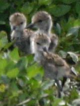 Black-necked stilts