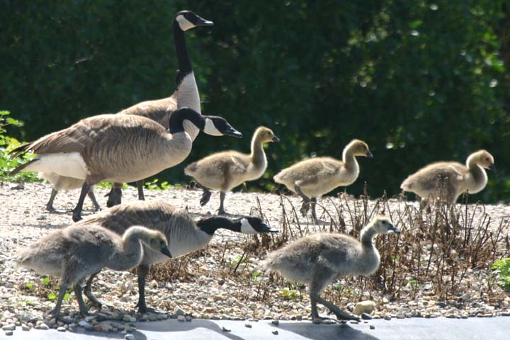 Geese