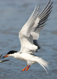 tern