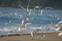 Tern