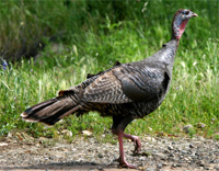 bird