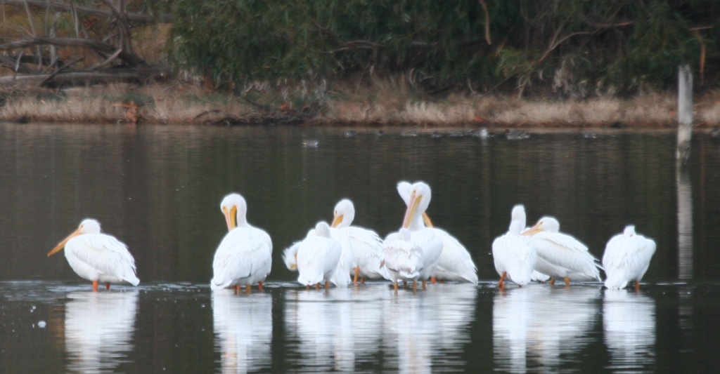 W Pelican