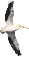 White Pelican