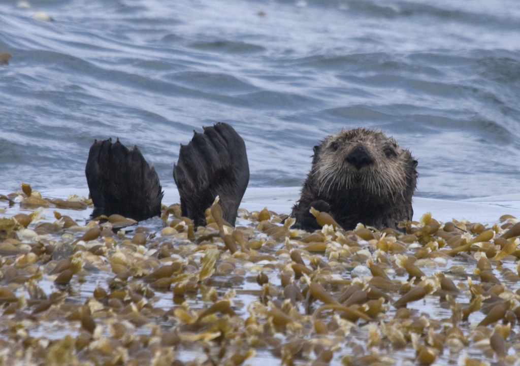 Sea Otter - June 12, 2009