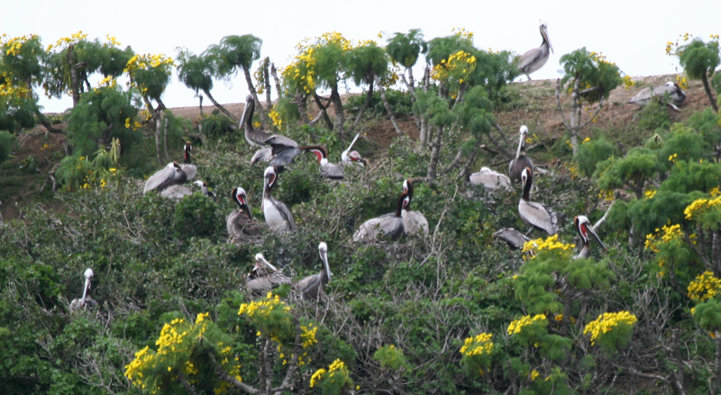 Pelicans on Anacapa