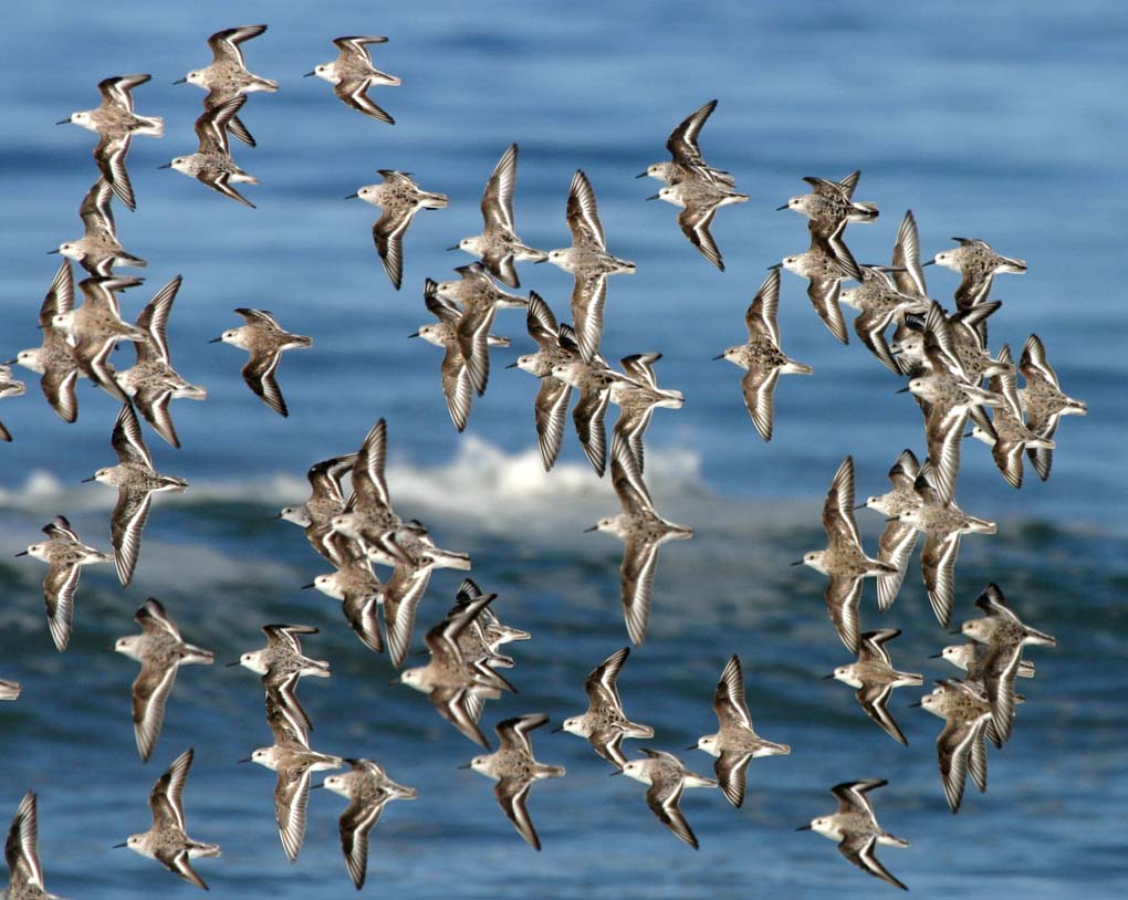 Sanderlings
