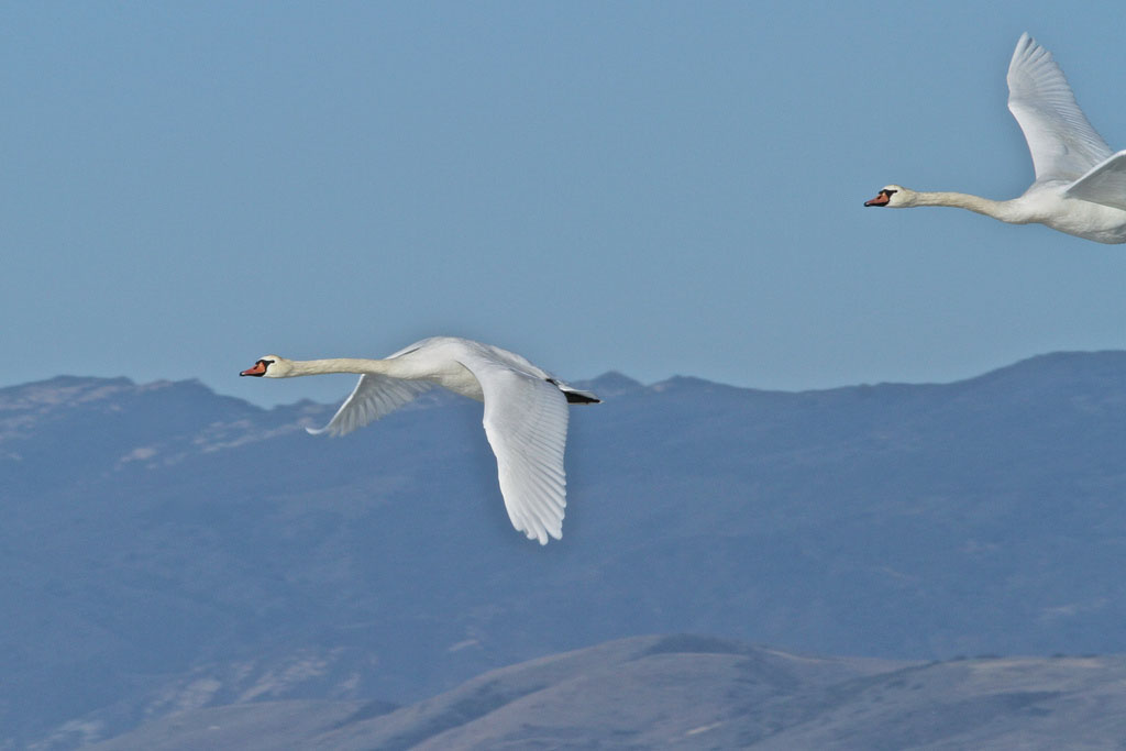 Swans flying 