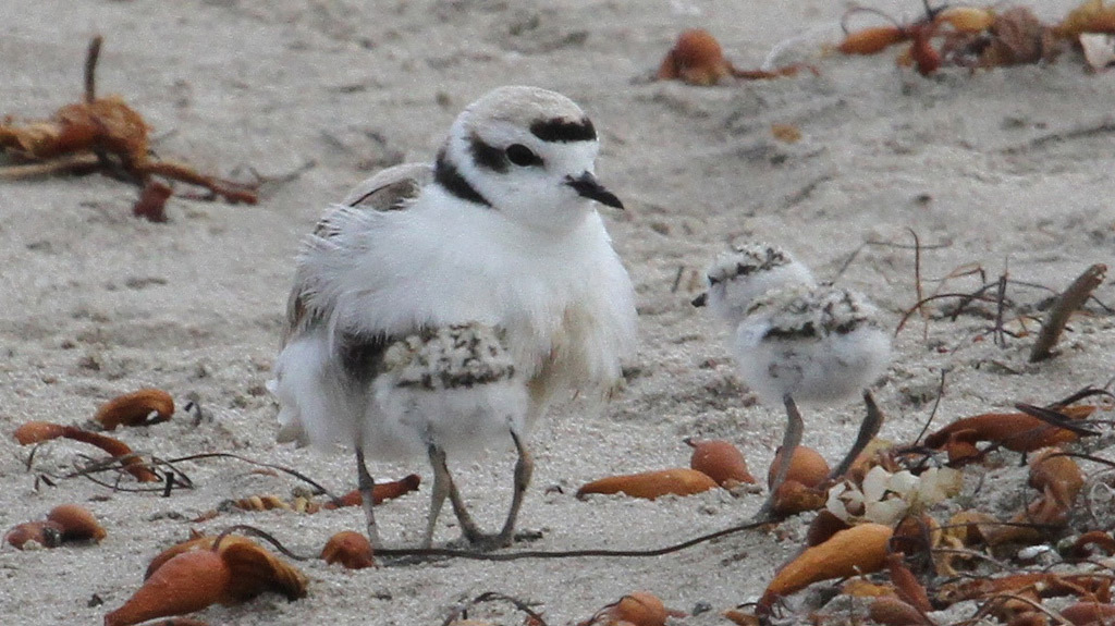 Snowy Plover with Chicks