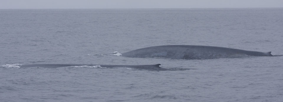Blue Whale, Santa Barbara Channel, 2009