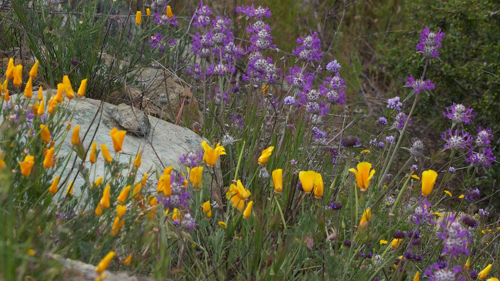 Wildflowers up Happy Canyon Road