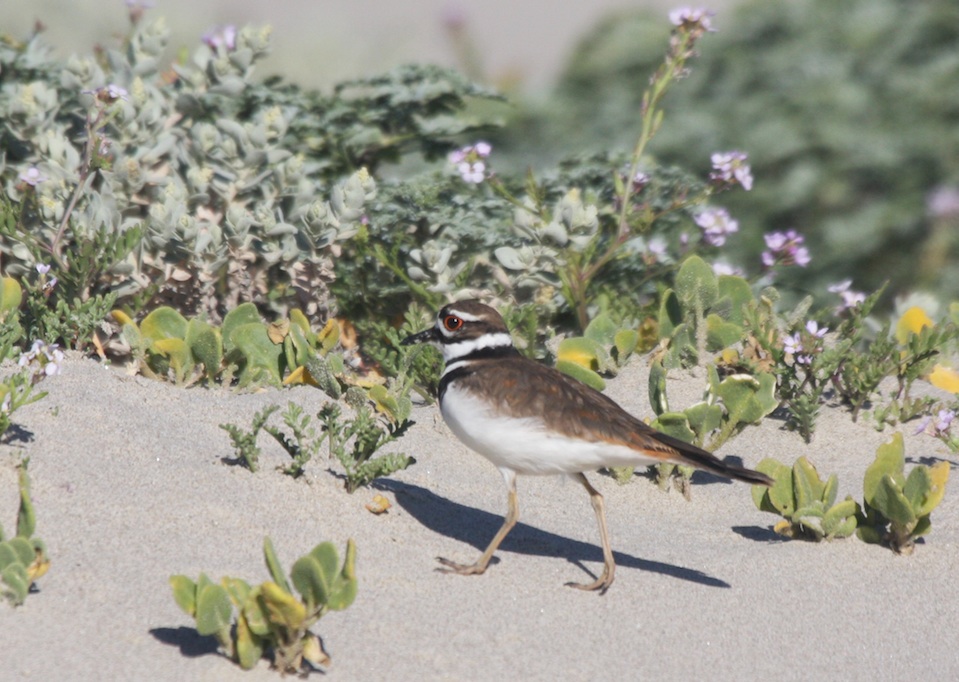 Killdeer in the dunes at Coal Oil Point Reserve