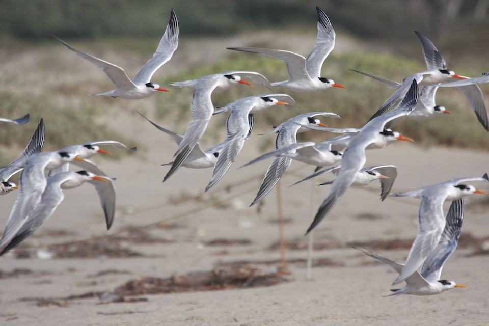 Elegent Terns at COPR