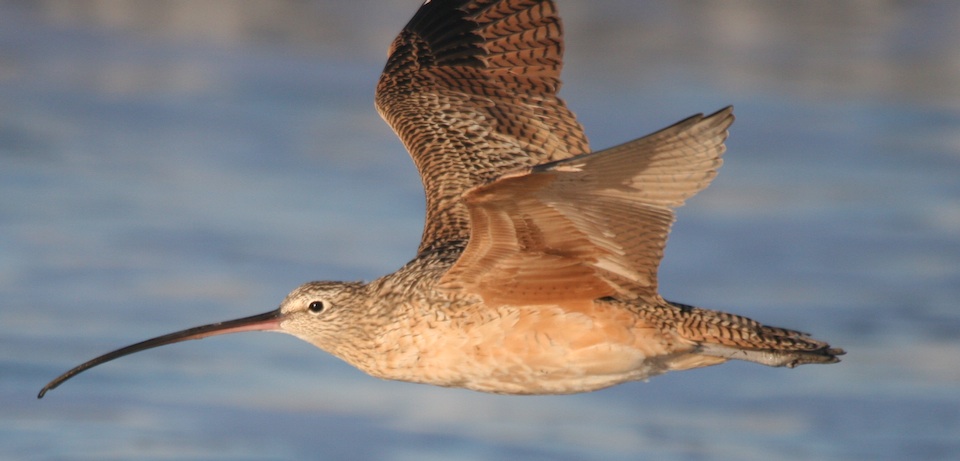 Long-billed Curlew at Sands Beach 