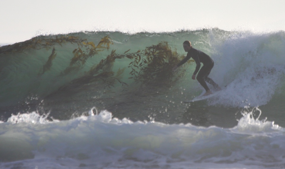 Devereux Kelp and surfer