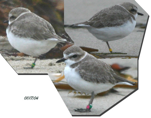 Banded Snowy Plover