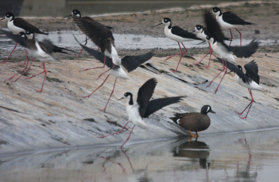 Black-necked Stilts and Blue-winged teal