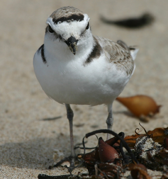 Snowy Plover Male