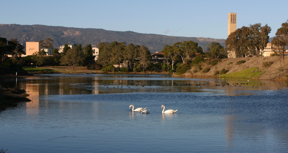 Mute Swans and Redheads at the UCSB Lagoon