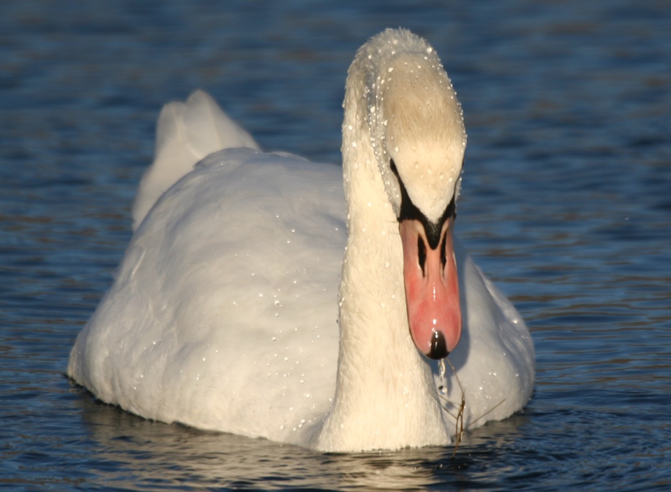 Mute Swan swimming