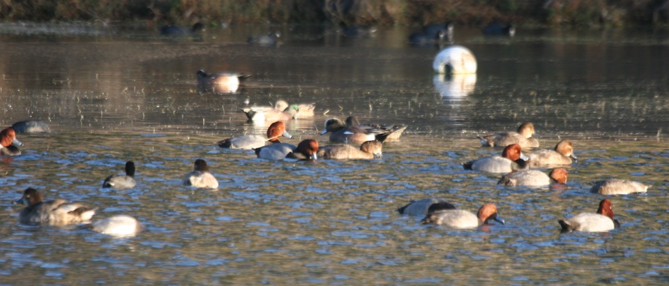Flock of Redheads