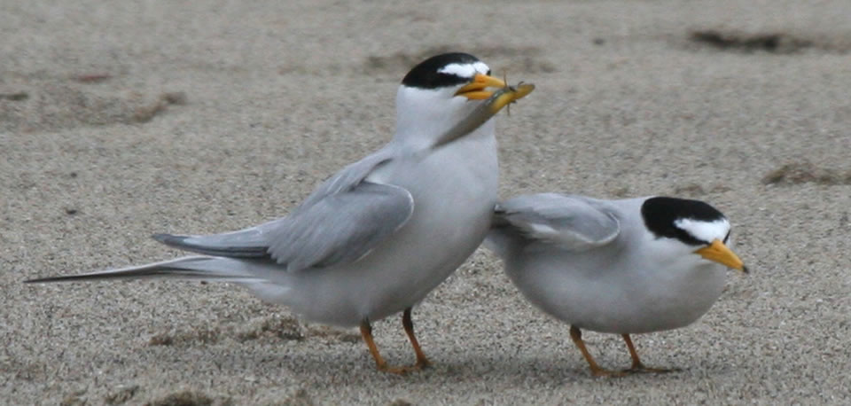 Least Terns at Coal Oil Point Reserve