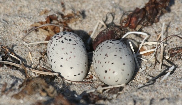 Wooden Snowy Plover Replacement Eggs