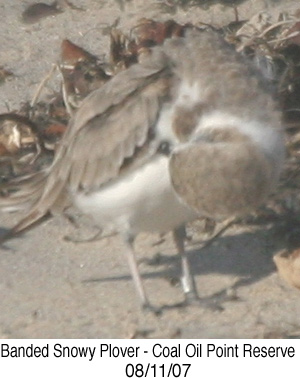 Banded Snowy Plover