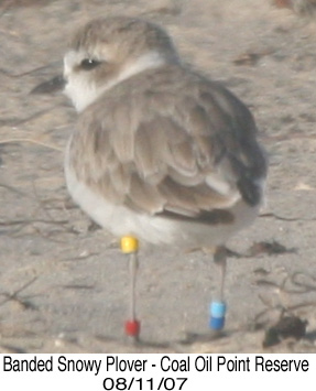 Banded Snowy Plover