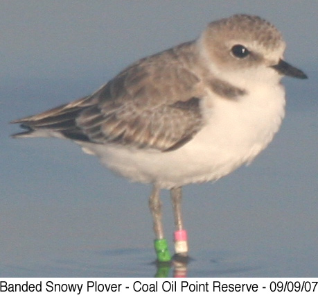 Banded Snowy Plover