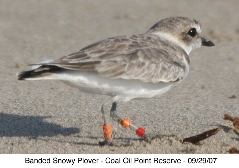 banded Snowy Plover