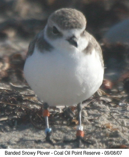 Banded Snowy Plover