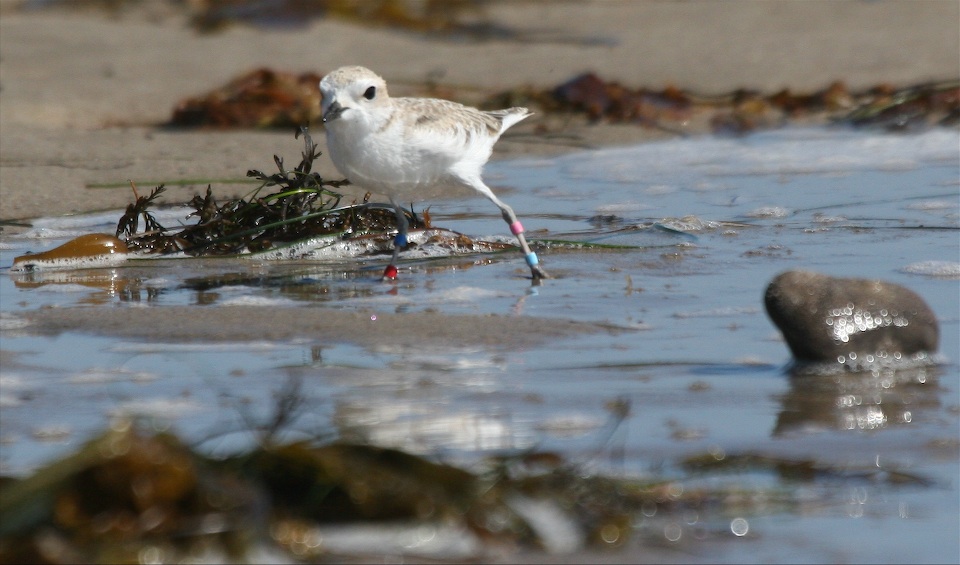 Snowy Plover Banded