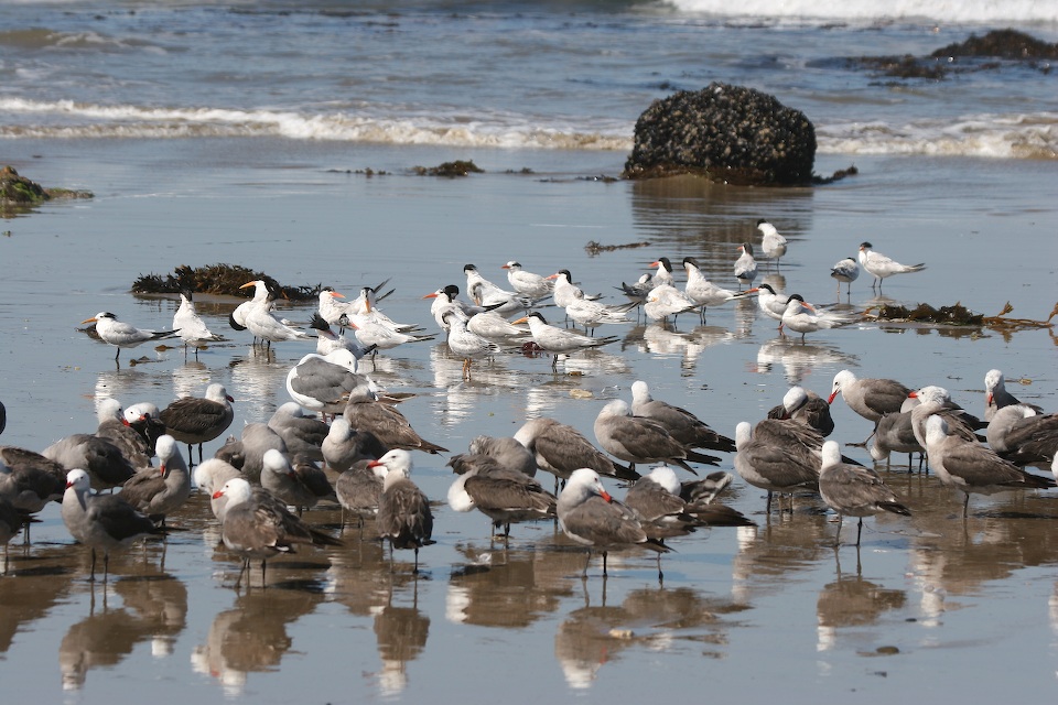 Least Terns and Hermann