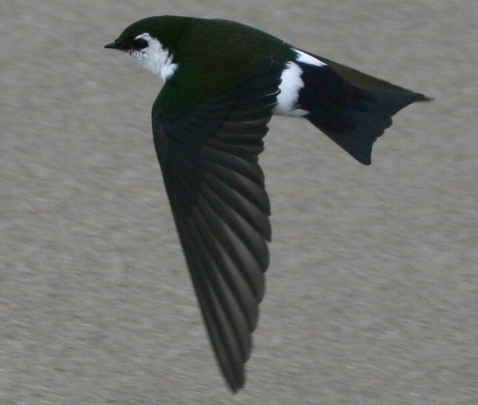 Vilet-green Swallow